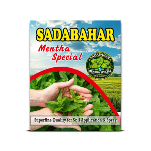 Sadabahar Mentha Special